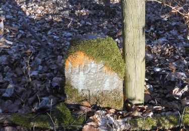 Trail On foot Steinau an der Straße - Ulmbach - Rundwanderweg UH - Photo