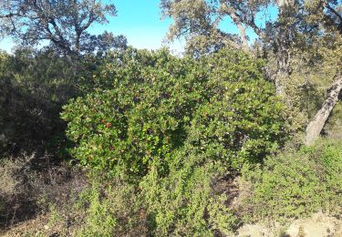 Trail Walking La Londe-les-Maures - CRP la londe  - Photo