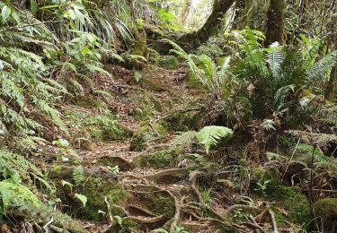 Trail Walking Saint-Benoît - Tour piton Bebour - Photo