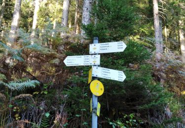 Trail On foot Bad Peterstal-Griesbach - Bad Peterstal - Bad Rippoldsau - Photo