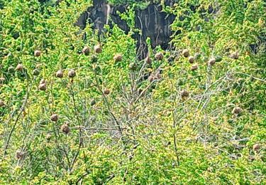 Tour Wandern Saint-Paul - La grotte du peuplement - Photo