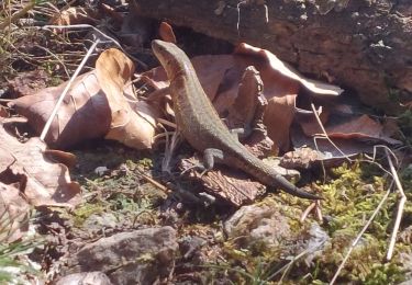 Trail Walking Limbourg - bois de la louveterie - Photo