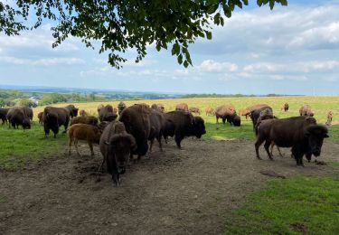 Tour Wandern Bastnach - Recogne, autour des Bisons - Photo