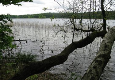 Trail On foot Schwarz - Rundweg Wummsee - Photo