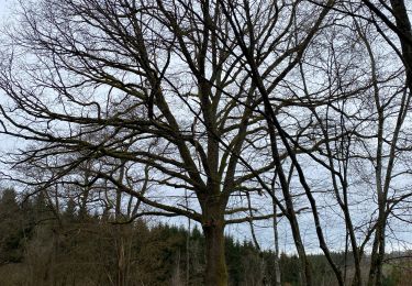 Tocht Stappen Nassogne - Nassogne - Photo