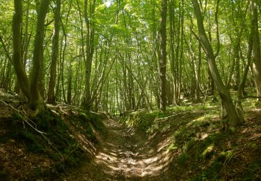 Tocht Stappen Anthisnes - Petit berleur  - Photo