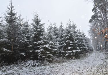 Tocht Stappen Theux - 20211129 - Jehanster 7.5 Km - Photo