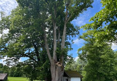 Tour Wandern Seekirchen am Wallersee - Le tour du Wallersee - Photo