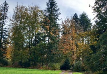 Trail Walking Le Val-d'Ajol - valdajol la chaume  - Photo