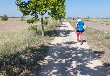 Trail Walking Bercianos del Real Camino - 2023 18 mansilla - Photo