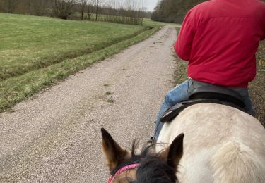 Trail Horseback riding Saint-Martin - Reprise Kaline Tivio  - Photo