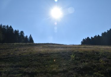 Tour Wandern Weismes - 20210908 - Sourbrodt 7.4 Km - Photo