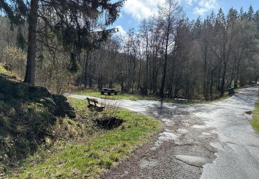 Tour Wandern Monschau - Rando Eifel des jonquilles narcisses 18,3 - Photo