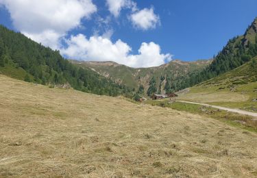 Trail Walking Toblach - Dobbiaco - Silverstertal - Valle San Silvestro - Photo