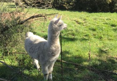 Tour Wandern Larmor-Baden - Lamor baden - Photo