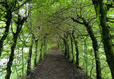 Randonnée Marche Theux - La charmille du Haut-Marais à Theux - Photo