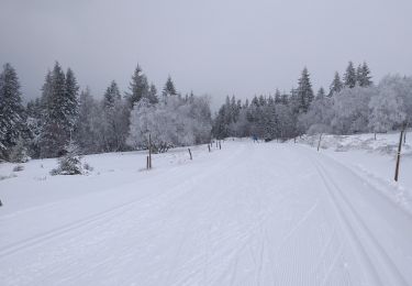 Tour Langlaufen Le Valtin - schlucht 07 03 - Photo