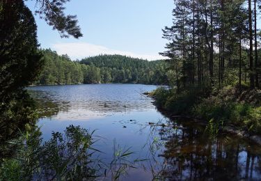 Tour Zu Fuß Unbekannt - Risvedenspåret - Photo