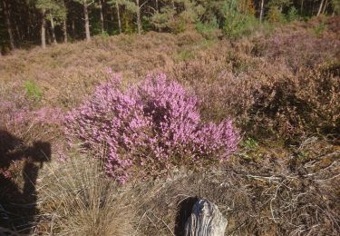 Trail Walking Fontainebleau - les grands feullards - Photo