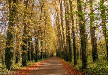 Excursión Senderismo Cour-Maugis sur Huisne - Maison-Maugis par la Miauserie 9,3km - Photo