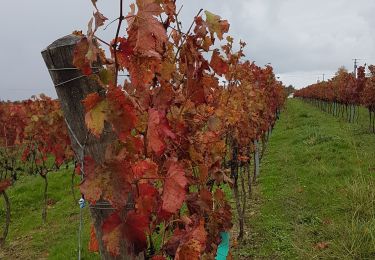 Randonnée Marche Cocumont - Cocumon - Photo