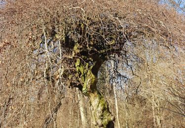 Tour Wandern Compiègne - de trean par ste corneil les bx monts le mt tremblé - Photo