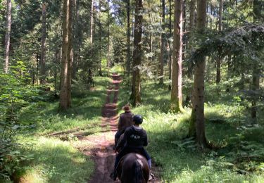 Trail Horseback riding Bertrimoutier - Restaurant belle vue col de sainte marie Tivio  - Photo