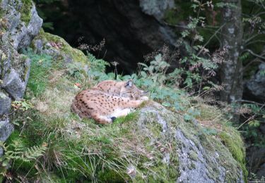 Tour Zu Fuß Mauth - Tanne - Photo