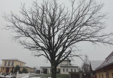 Percorso A piedi  - Rundweg Melchow - Photo