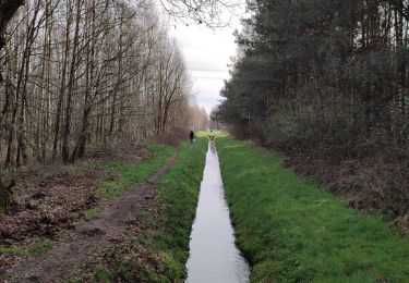 Trail Walking Horst aan de Maas - Schadijkse Bossen - Photo