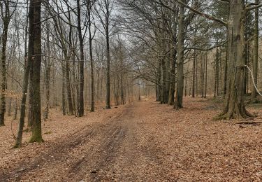 Tour Wandern Gedinne - rando vencimont 25/03/2021 - Photo