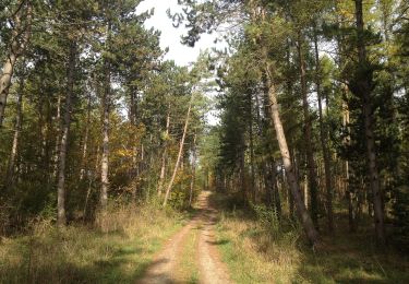 Tocht Te voet Zierenberg - Zierenberg, Rundweg 5 - Photo