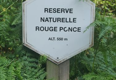 Trail Walking Tenneville - Fagne de Rouge Ponceau - Photo