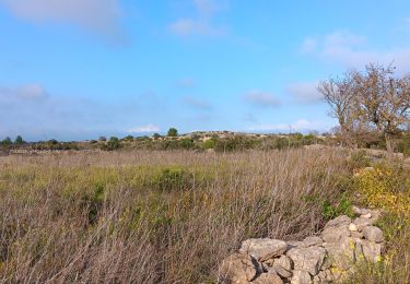 Tour Wandern Leucate - plateau de leucat sud-est sans grand route  - Photo