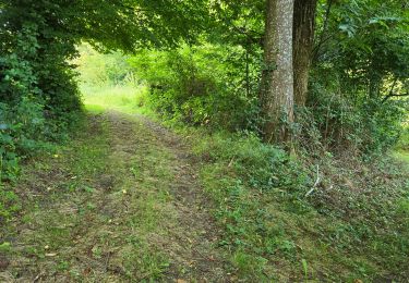 Trail Walking Nogent-le-Bernard - Nogent-le-Bernard - Menhir de Courtevrais - Photo