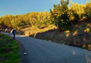 Trail Walking Tanneron - Tanneron et ses mimosas - Photo