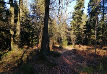 Trail Walking Spa - Arboretum et boucle dans Berinzenne - Photo