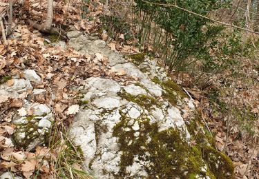 Trail Walking Lavelanet - Smart'Flore - Balade découverte de l'A.N.A. , flore de Ste Rufine - Photo