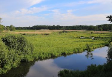 Tocht Te voet Schlepzig - Naturlehrpfad Buchenhain - Photo