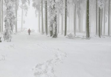 Tour Zu Fuß Hilscheid - Traumschleife Gipfelrauschen - Photo