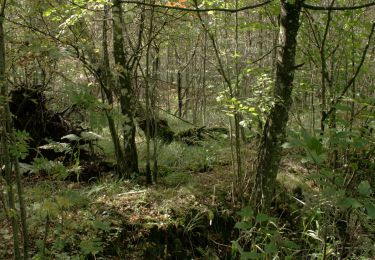 Trail On foot  - Draved Skov, øst - Photo