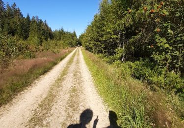 Trail Walking Saint Vith - Rodt petite escapade en Ostbelgien - Photo