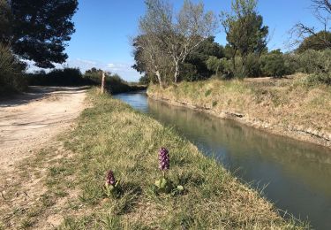 Excursión Senderismo Aureille - Canal des Baux à Partir d’Aureille - Photo