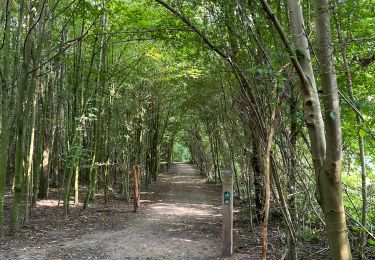 Tour Wandern Sint-Genesius-Rode - Brassine 20240818 - Photo