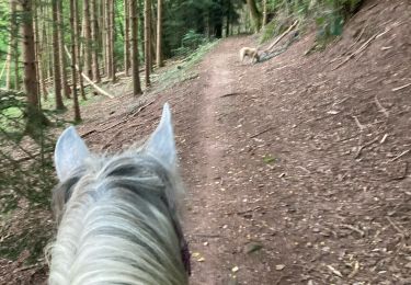 Trail Horseback riding Saint-Quirin - Rocher du diable Yoigo et Joyeux en main - Photo