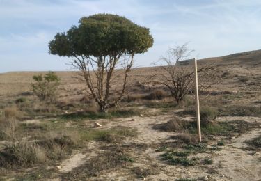 Trail On foot Ramat Negev Regional Council - Lots Cisterns circuit - Photo