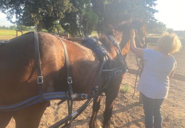 Percorso Carrozza Avignone - Loulou 6 - Photo