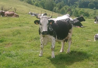 Excursión Senderismo Rimbach-près-Masevaux - Ermensbach et les trois lacs - Photo