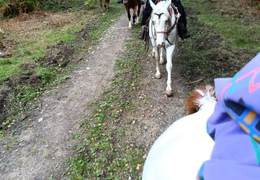 Tour Reiten Gedinne - chinés bridge - Photo