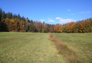 Excursión A pie Bischbrunn - Schwarzer Fuchs, Rundwanderweg Weihersgrund am Sylvan - Photo